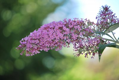 Buddleja davidii 'Summer Beauty' - komule davidova květenství